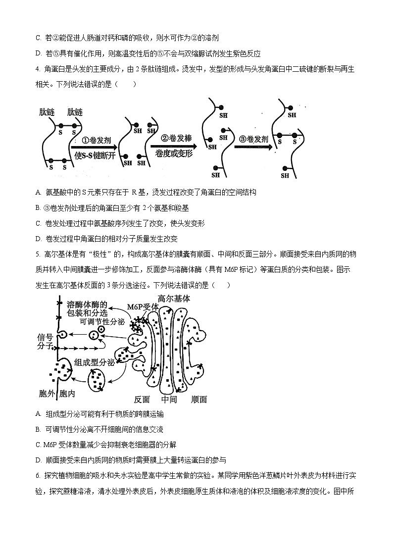 四川省眉山市仁寿县第一中学南校区2024-2025学年高三上学期10月月考生物试卷（Word版附解析）02