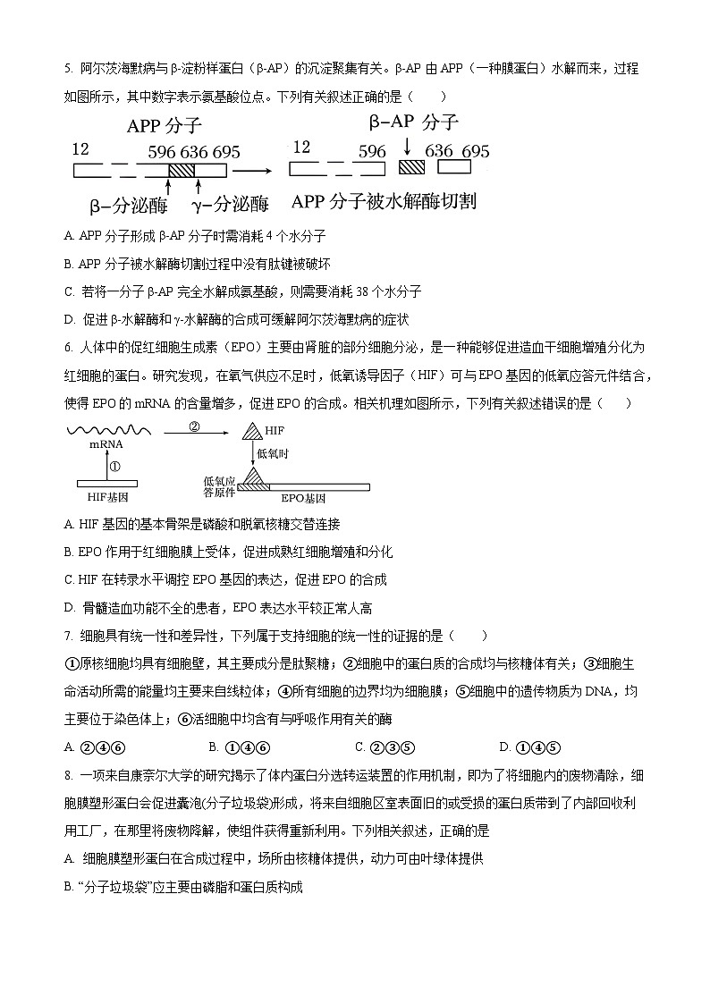 四川省内江市威远中学2024-2025学年高三上学期期中考试生物试卷（Word版附解析）02