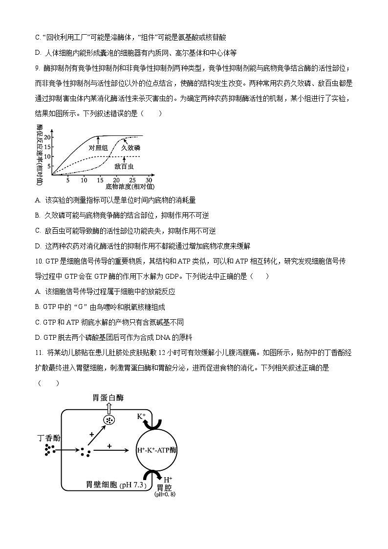 四川省内江市威远中学2024-2025学年高三上学期期中考试生物试卷（Word版附解析）03