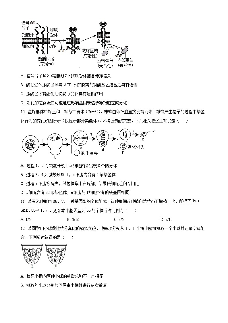 四川省自贡市第一中学校2024-2025学年高三上学期10月考试生物试题 Word版无答案第3页