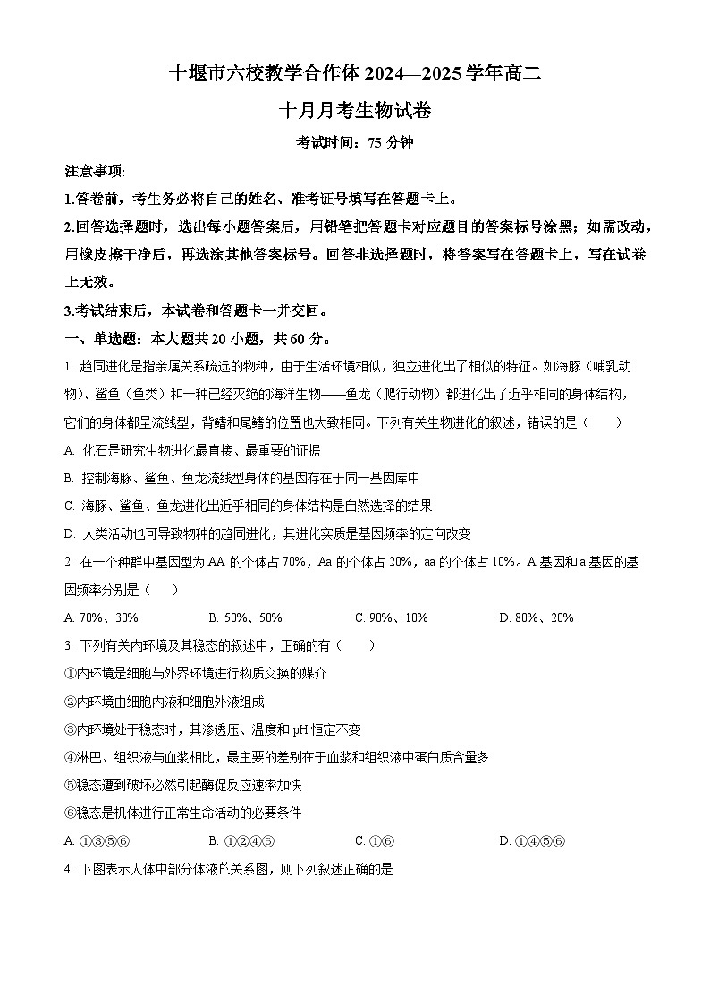 湖北省十堰市普通高中联合体2024-2025学年高二上学期10月月考生物试卷（Word版附解析）01