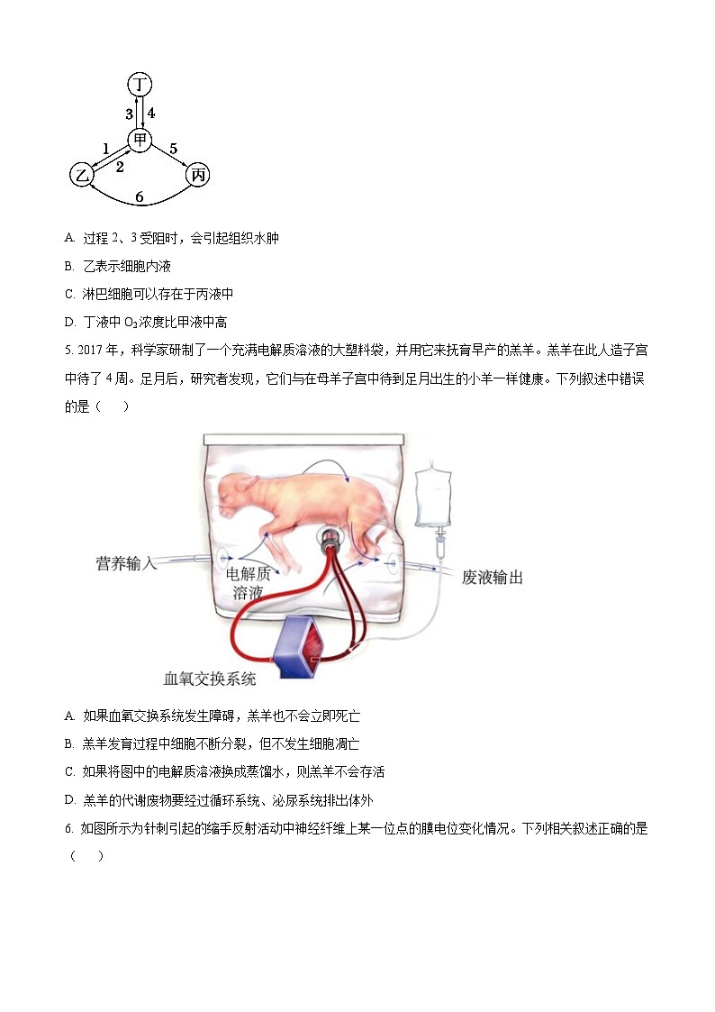 湖北省十堰市普通高中联合体2024-2025学年高二上学期10月月考生物试卷（Word版附解析）02
