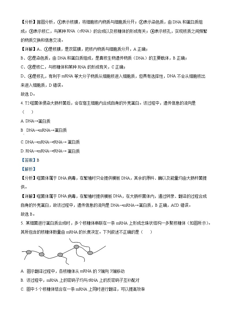 湖北省随州市高中2024-2025学年高二上学期期中考试生物学试卷（Word版附解析）03
