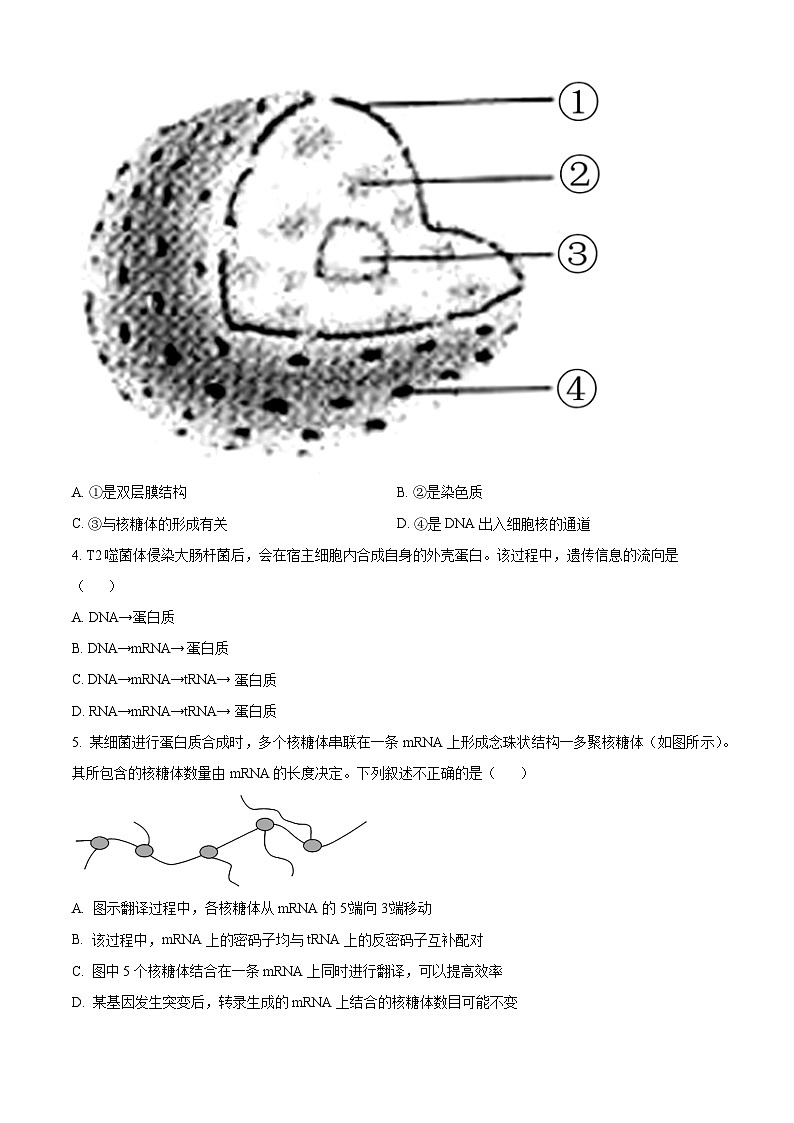 湖北省随州市高中2024-2025学年高二上学期期中考试生物学试卷（Word版附解析）02