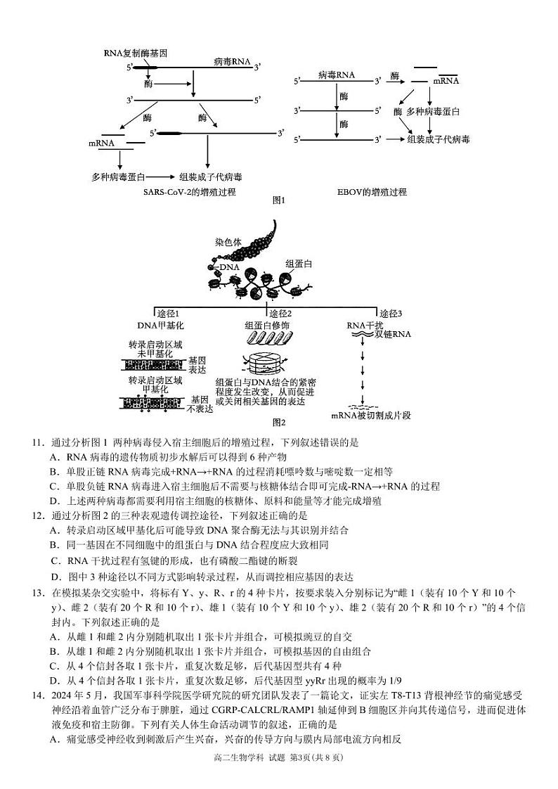 2411 金砖里面高二生物试卷定稿第3页