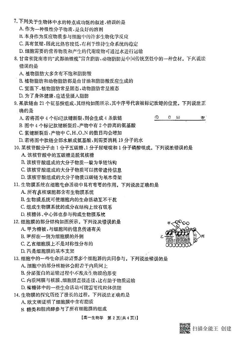 陕西省韩城市2024-2025学年高一上学期期中考试生物试题第2页