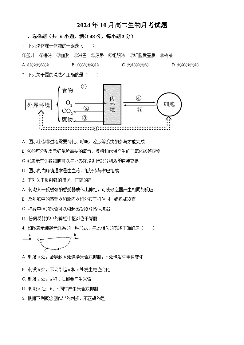 湖南省岳阳市岳阳县第一中学2024-2025学年高二上学期10月月考生物试题 Word版无答案第1页