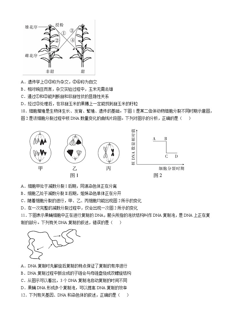 江西省多校联考2024-2025学年高三上学期期中考试生物试题03