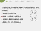 高中生物新教材同步必修第二册课件+讲义 第2章　章末检测试卷(二)