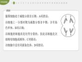 高中生物新教材同步必修第二册课件+讲义 第2章　章末检测试卷(二)