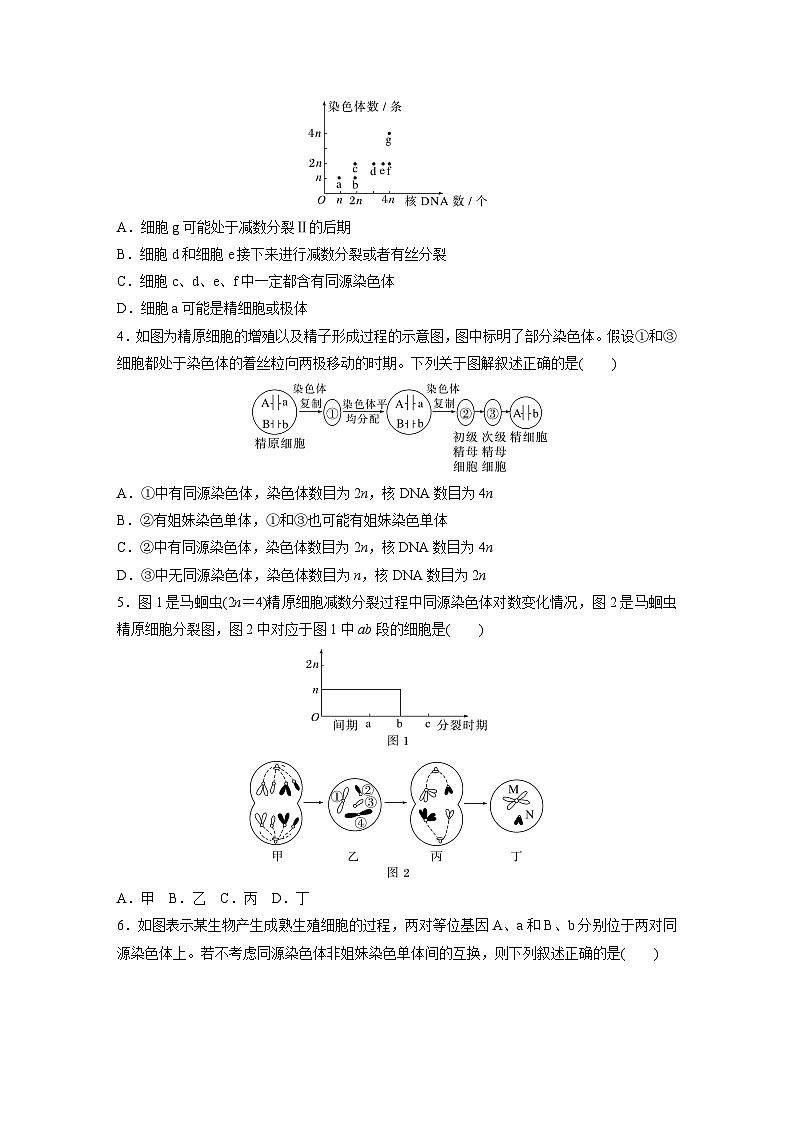 高中生物新教材同步必修第二册课件+讲义 第2章　重点突破练(二)02