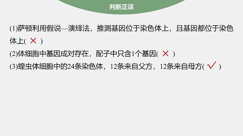 高中生物新教材同步必修第二册课件+讲义 第2章　第2节　基因在染色体上08