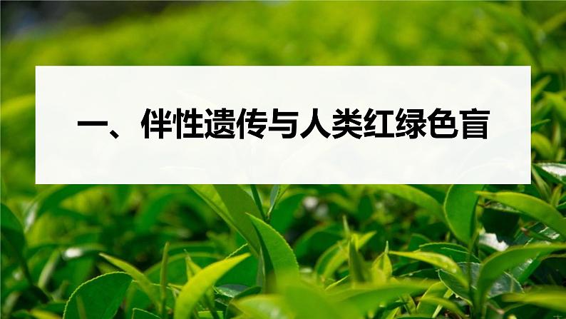 高中生物新教材同步必修第二册课件+讲义 第2章　第3节　伴性遗传05