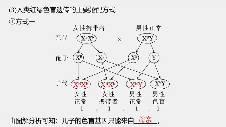 高中生物新教材同步必修第二册课件+讲义 第2章　第3节　伴性遗传07