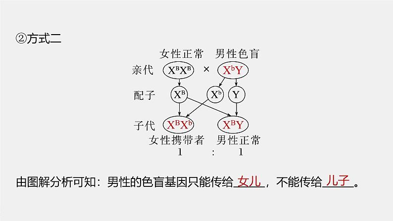 高中生物新教材同步必修第二册课件+讲义 第2章　第3节　伴性遗传08