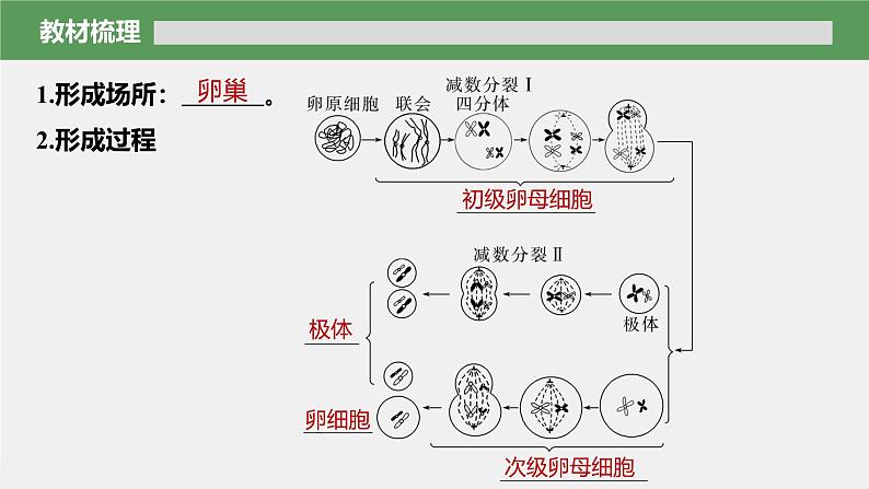 第2章　第1节　第2课时　卵细胞的形成过程、细胞分裂综合题型解题规律第6页