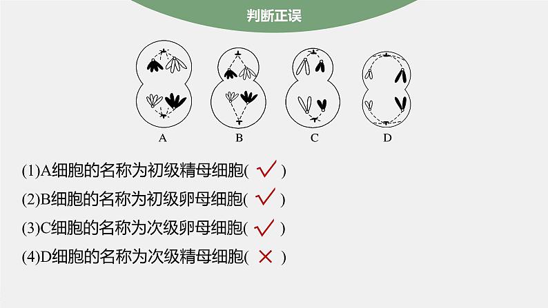 第2章　第1节　第2课时　卵细胞的形成过程、细胞分裂综合题型解题规律第8页