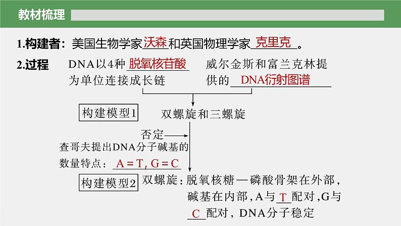 高中生物新教材同步必修第二册课件+讲义 第3章　第2节　DNA的结构06