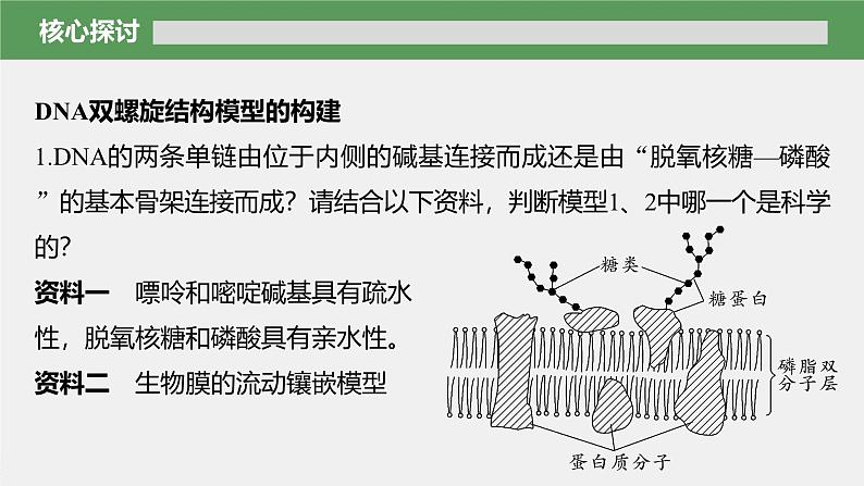 高中生物新教材同步必修第二册课件+讲义 第3章　第2节　DNA的结构07