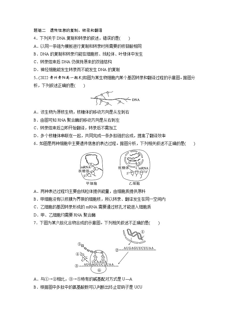 高中生物新教材同步必修第二册课件+讲义 第4章　重点突破练(四)02