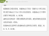 高中生物新教材同步必修第二册课件+讲义 第4章　重点突破练(四)