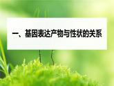 高中生物新教材同步必修第二册课件+讲义 第4章　第2节　基因表达与性状的关系