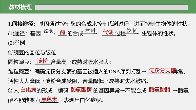 高中生物新教材同步必修第二册课件+讲义 第4章　第2节　基因表达与性状的关系06