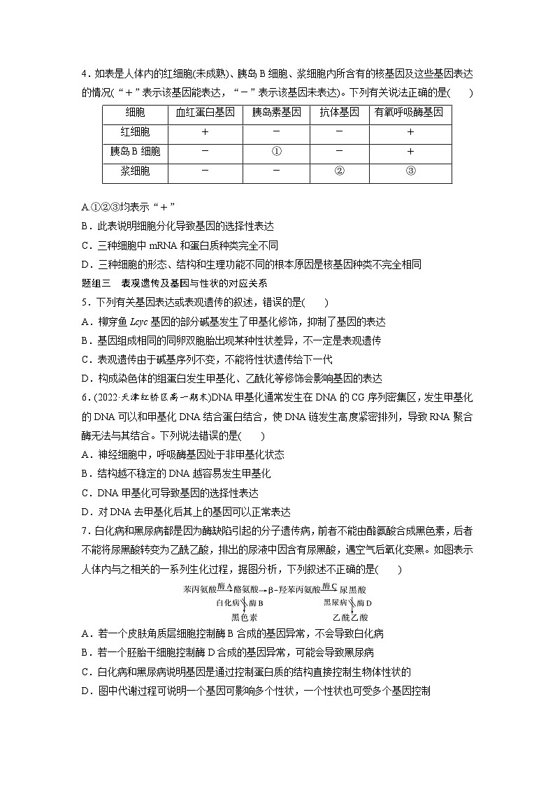 第4章　第2节　基因表达与性状的关系（练习）第2页