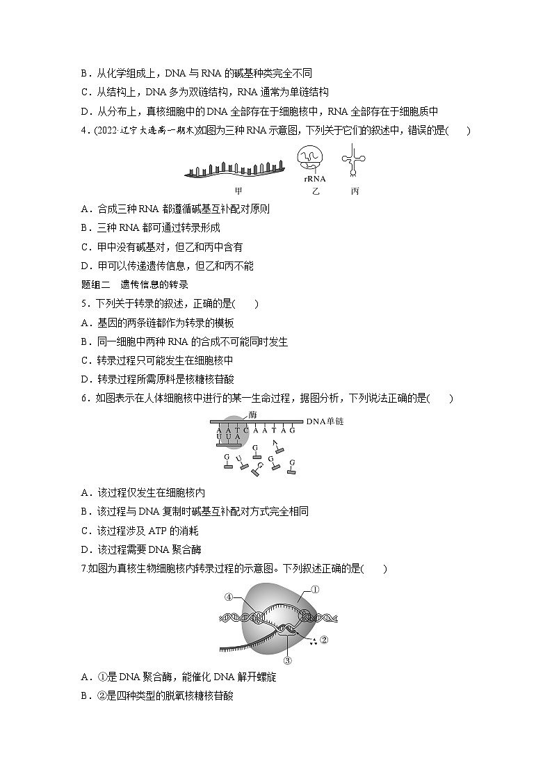 第4章　第1节　第1课时　RNA的结构和功能、遗传信息的转录（练习）第2页