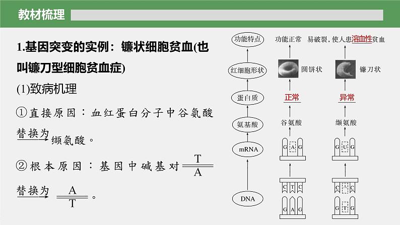 第5章　第1节　第1课时　基因突变第6页