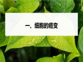 高中生物新教材同步必修第二册课件+讲义 第5章　第1节　第2课时　细胞的癌变和基因重组