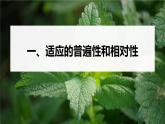 高中生物新教材同步必修第二册课件+讲义 第6章　第2节　自然选择与适应的形成