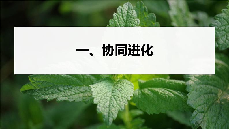 第6章　第4节　协同进化与生物多样性的形成第5页