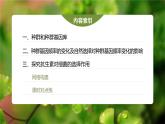 高中生物新教材同步必修第二册课件+讲义 第6章　第3节　第1课时　种群基因组成的变化及探究抗生素对细菌的选择作用