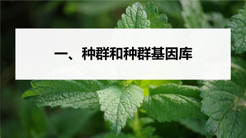 第6章　第3节　第1课时　种群基因组成的变化及探究抗生素对细菌的选择作用第5页