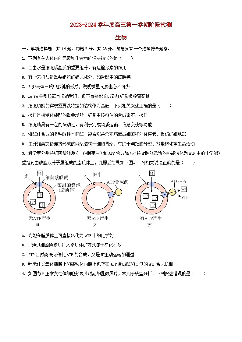 江苏省海安市2023_2024学年高三生物上学期10月月考试题含解析01