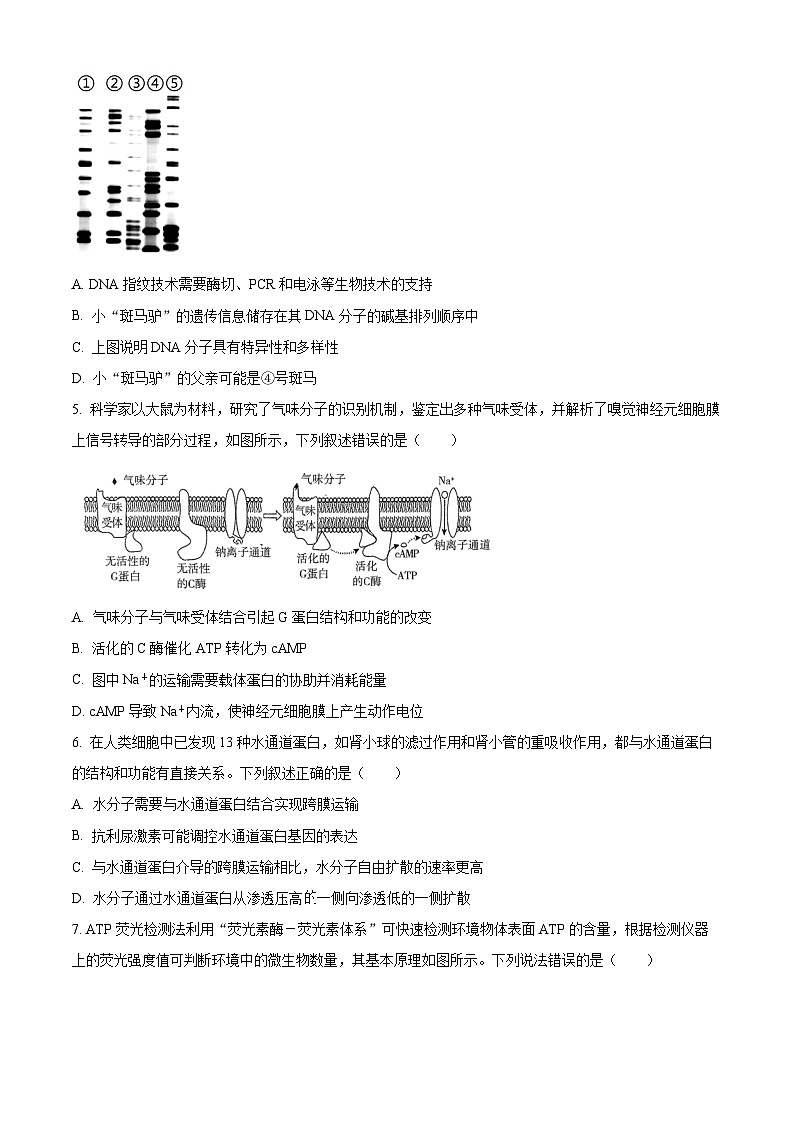 河南省豫西北教研联盟（许洛平）2024-2025学年高三上学期第一次质量检测生物试题无答案第2页