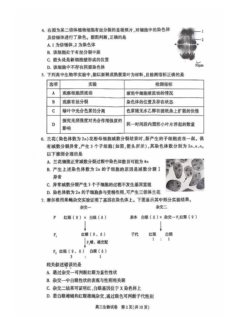 北京市朝阳区2024-2025学年高三上学期11月期中质量检测生物试题02