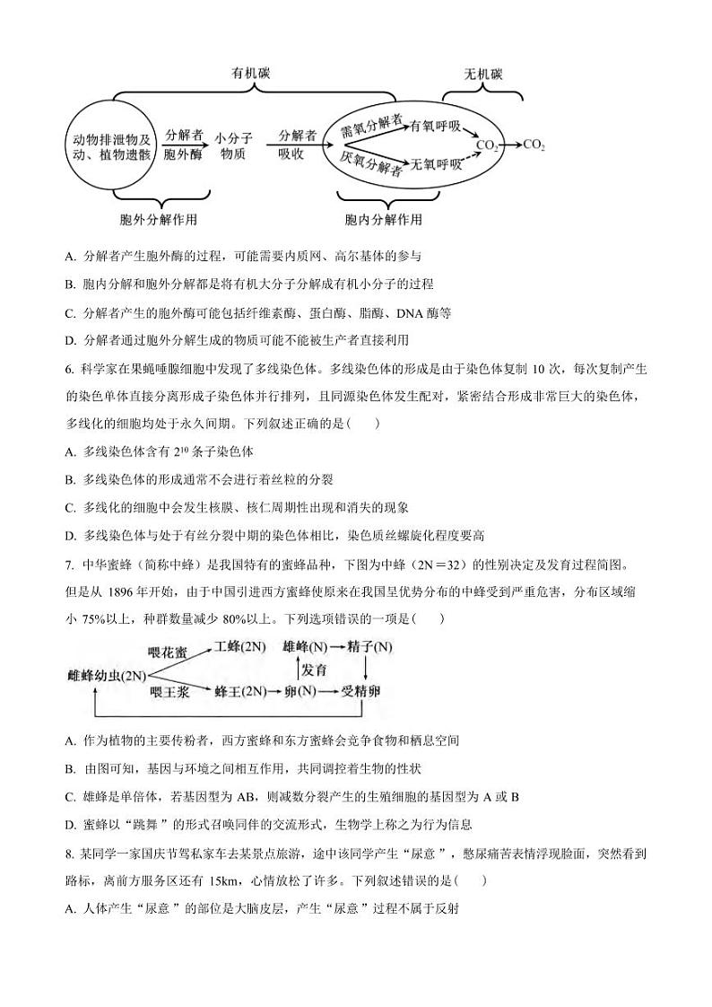 生物丨湖北省武汉外国语学校2025届高三上学期11月阶段性诊断考试生物试卷及答案第2页