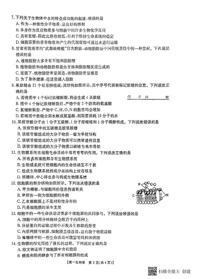 陕西省韩城市2024-2025学年高一上学期期中考试生物试题第2页