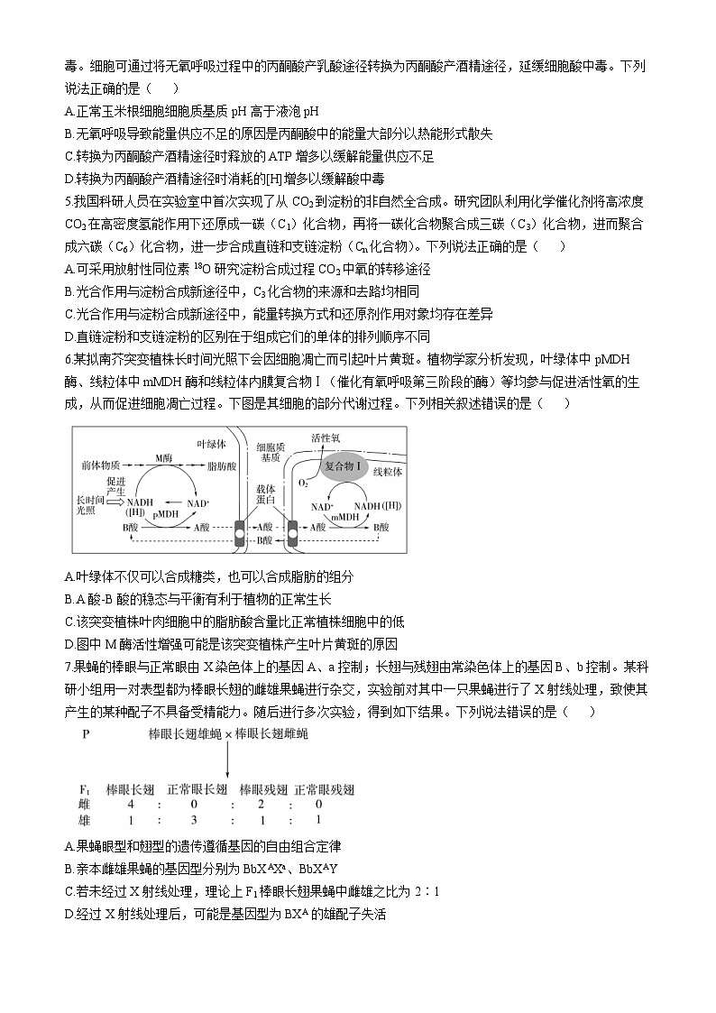 山东省济南市市中区山东省实验中学2024-2025学年高三上学期11月期中生物试题02