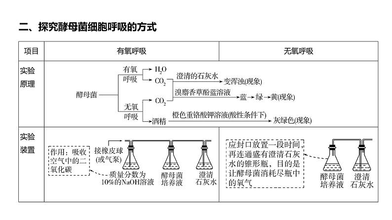 高考生物二轮复习讲解课件：专题5  细胞呼吸第8页