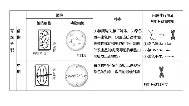 高考生物二轮复习讲解课件：专题7  细胞的生命历程第5页