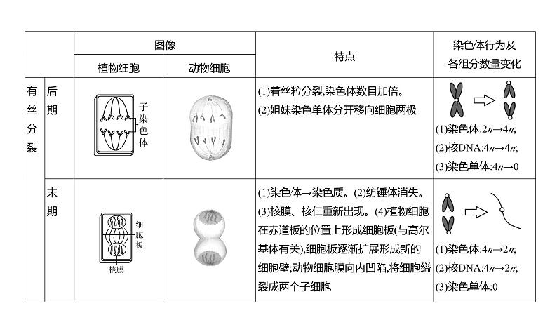 高考生物二轮复习讲解课件：专题7  细胞的生命历程第6页