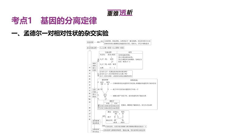 高考生物二轮复习讲解课件：专题8  分离定律和自由组合定律第2页