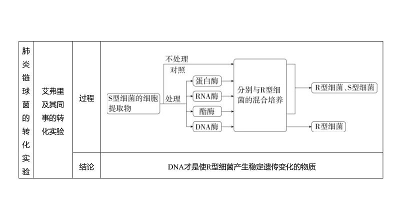 高考生物二轮复习讲解课件：专题10  遗传的分子基础第3页