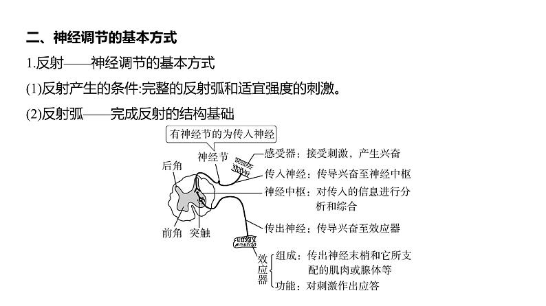 高考生物二轮复习讲解课件：专题13  神经调节第8页