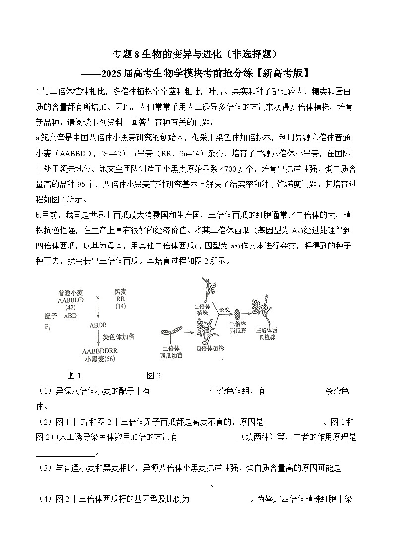 专题8 生物的变异与进化（非选择题）-2025年高考生物二轮复习模块分练【新高考版】（含解析）01