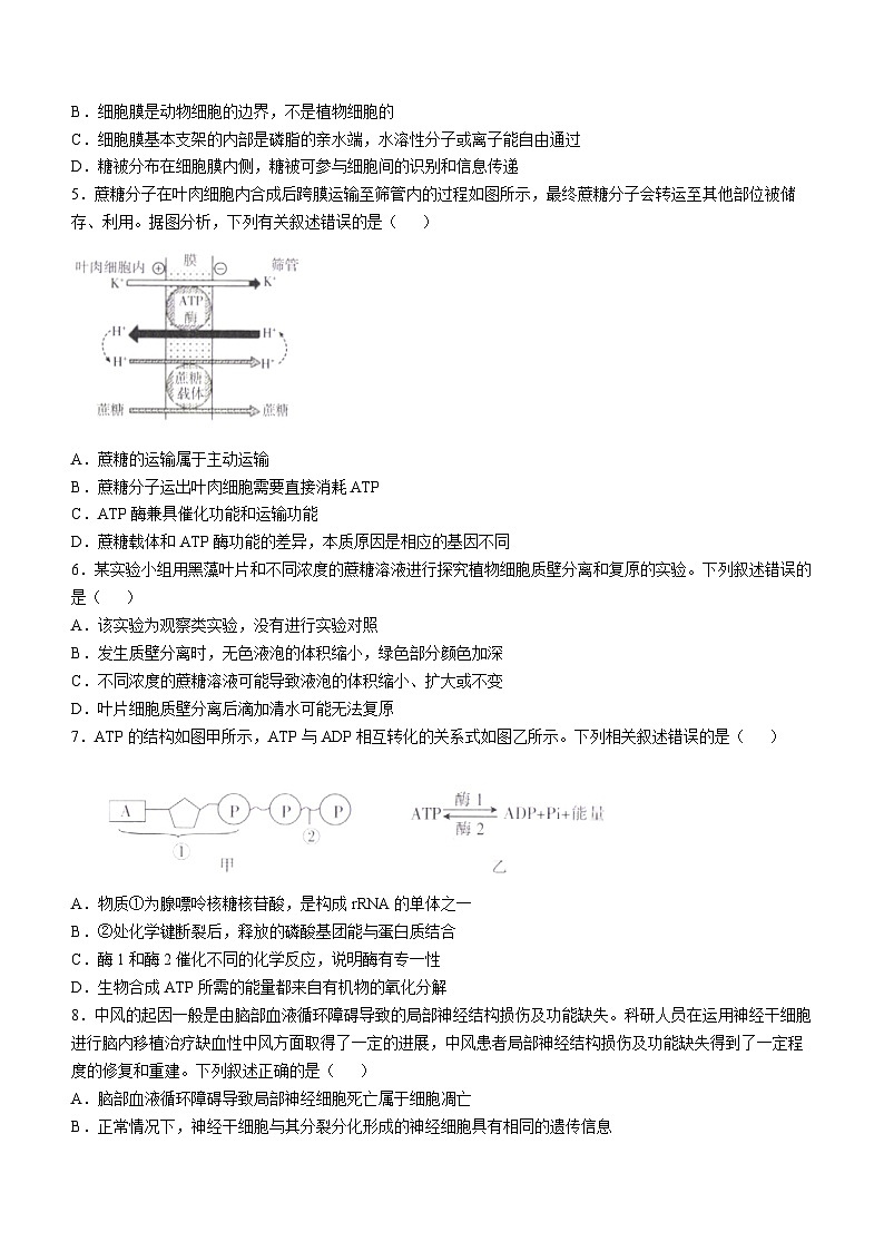 福建省部分达标高中2024-2025学年高三上学期期中考试生物试题第2页