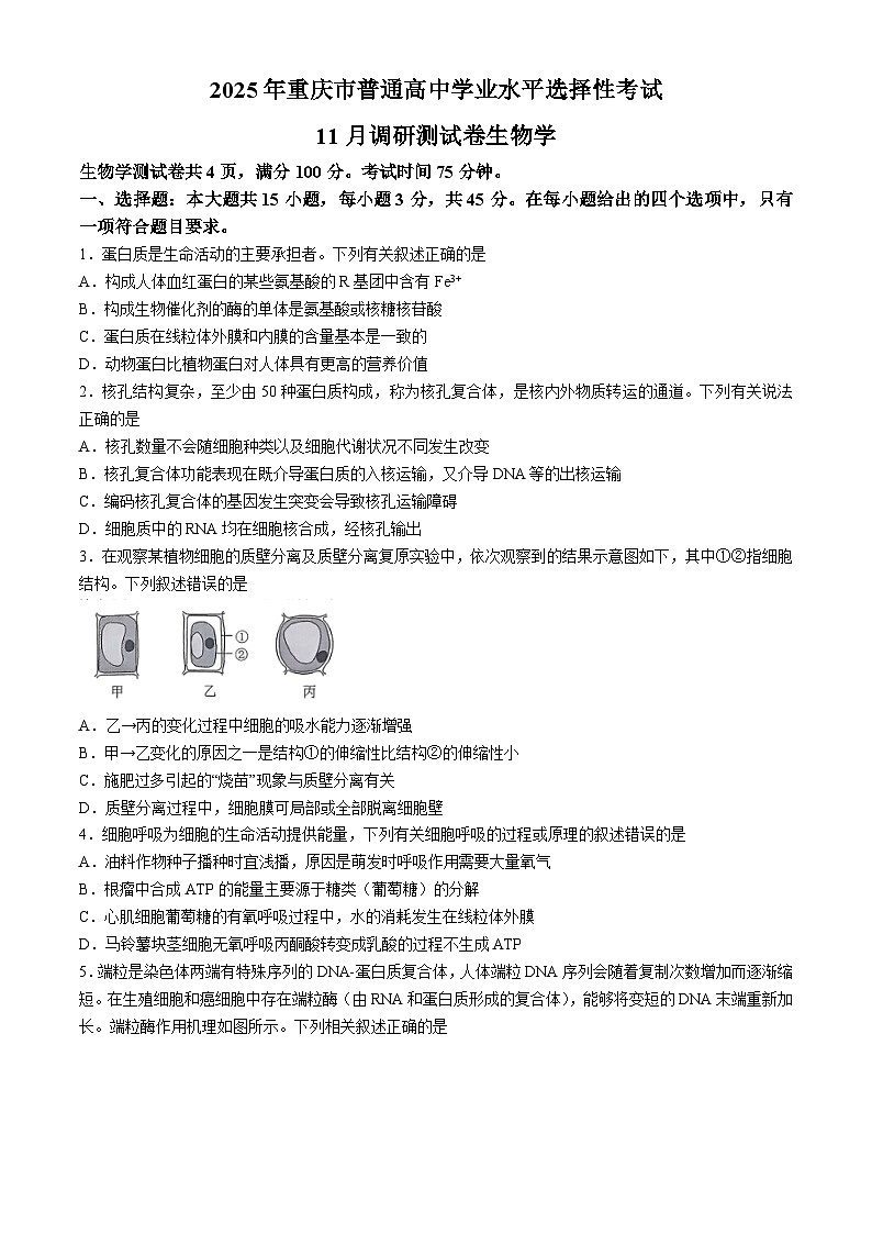 重庆市2024-2025学年高三上学期11月期中生物试题01